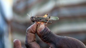 Bolivia declara emergencia por plaga de langostas