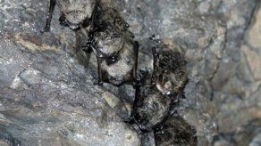 Hongo asesino se propaga a murciélago gris