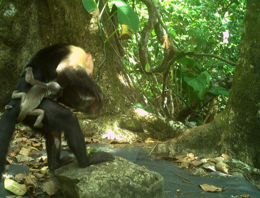 Monos capuchinos secuestran crías de monos aulladores.&nbsp;