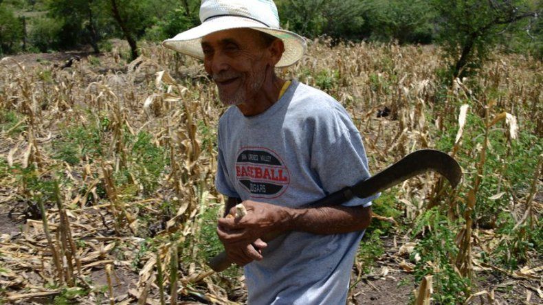 Sequía y plaga por cambio climático agravan el hambre en comunidades de Honduras