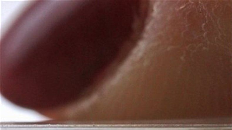 Investigación: Las chinches pueden multiplicarse pese a endogamia