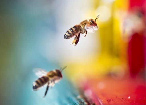 Miles de abejas atacan a pareja en Texas