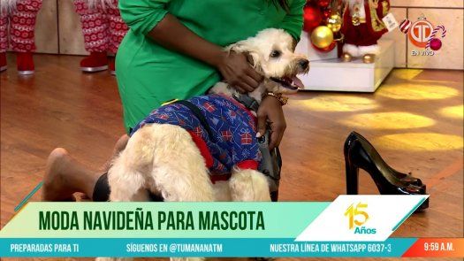 Mira cómo nuestras mascotas pueden lucir espectacular esta Navidad