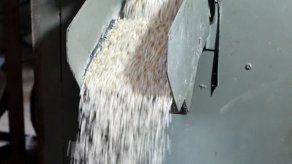 Productor de arroz asegura que hay escasez Productor de arroz asegura que hay escasez