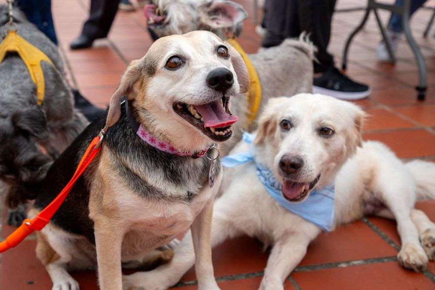 Alcaldía de Panamá invita al AdoptaFest