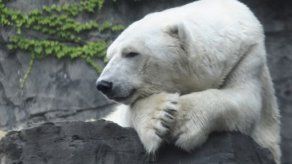 Muere oso polar mascota del zoológico de Central Park en Nueva York