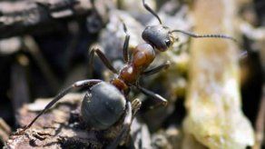 Las hormigas construyen balsas para salvar a la reina en las inundaciones