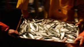 El hombre está al mismo nivel que anchoa en cadena alimentaria