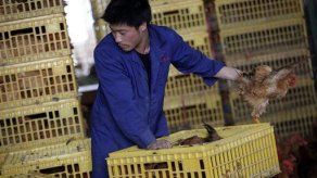 Detectado nuevo brote de gripe aviar en una granja de gallinas de Italia