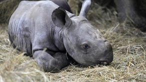 Un total de 47 ejemplares del rinoceronte negro oriental han nacido en Dvur Kralove desde que el parque recibió al primero en 1971.