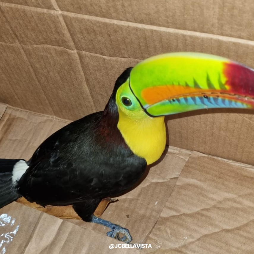 Rescatan a un tucán en Bella Vista