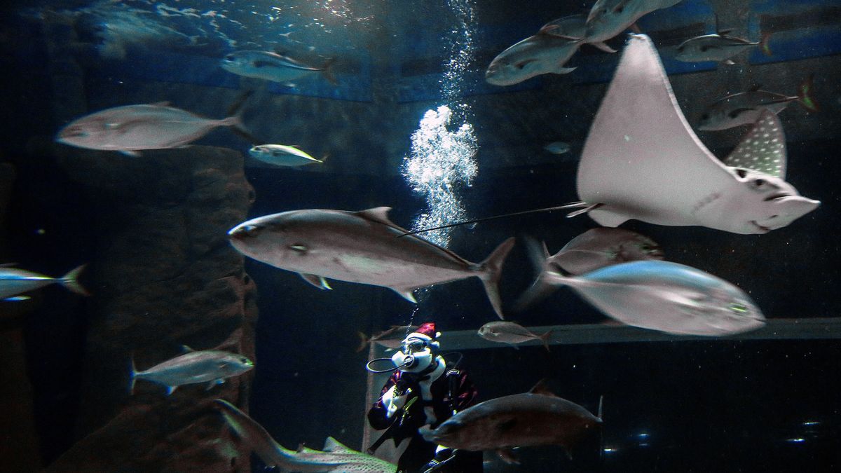 Nueva especie fósil rinde homenaje a Brígida De Gracia Nueva especie fósil rinde homenaje a Brígida De Gracia