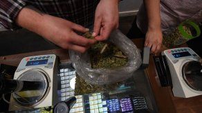 Uruguay comenzará a vender marihuana en farmacias en julio