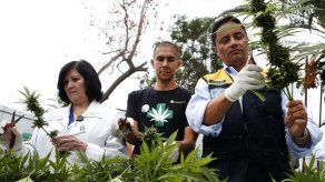 Solo 10% de los autocultivadores de cannabis se registró en Uruguay