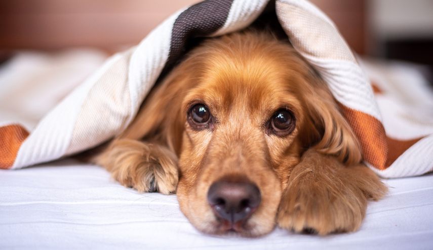 Mascotas: ¿Porqué será que mi perro ladra muy poco?