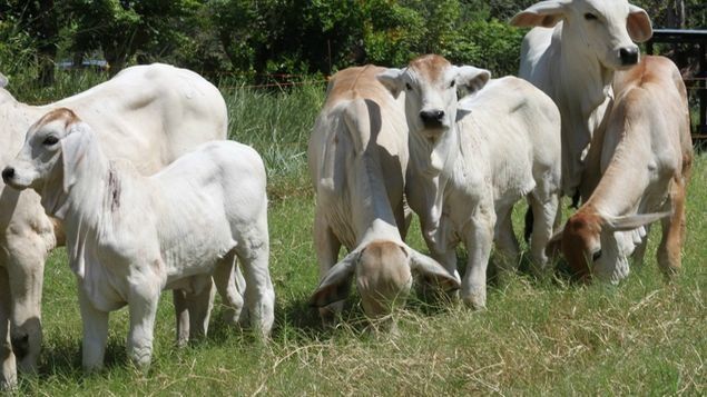 Contraloría iniciará encuesta sobre producción de ganado y avícola