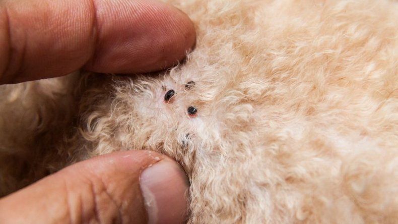 ¡Alerta con las garrapatas!, conoce qué es la erliquia y sus efectos
