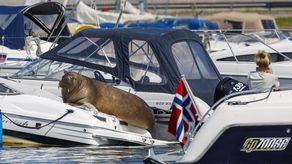 La Dirección de Pesca de Noruega dijo que Freya fue sacrificada la mañana del domingo.