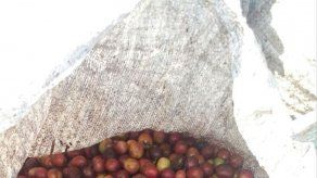 Decomisan café de presunto contrabando en Río Sereno Decomisan café de presunto contrabando en Río Sereno