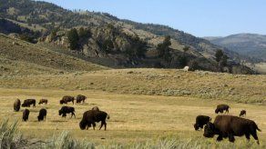 Sentencian a hombre que hostigó a bisonte en Yellowstone
