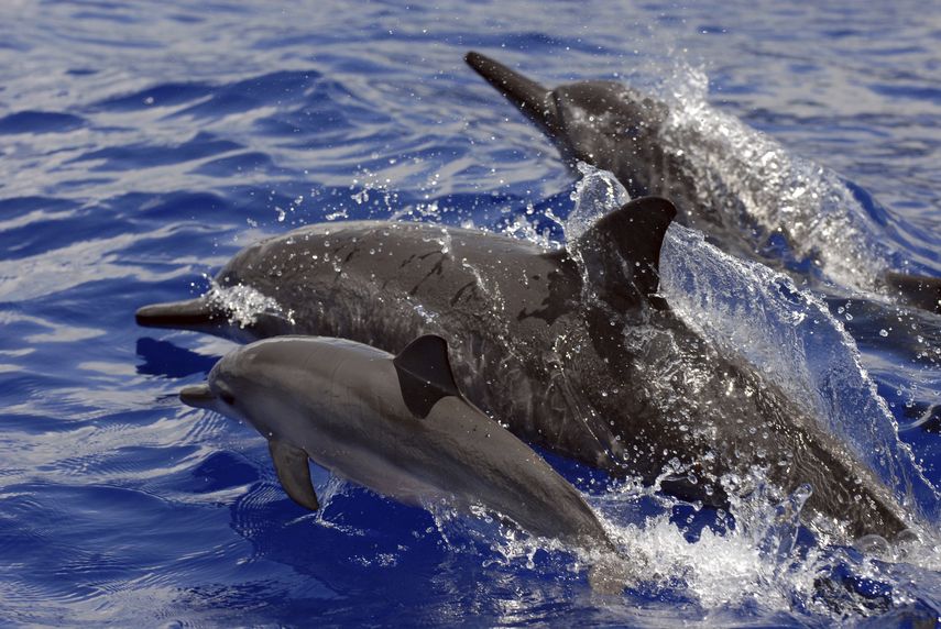EE. UU. prohíbe nadar con los delfines giradores de Hawai