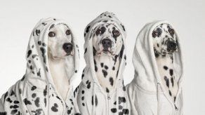 Los perros saben cuando les mienten