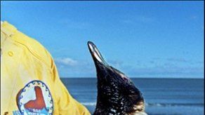 Intentan salvar a pingüinos empetrolados en