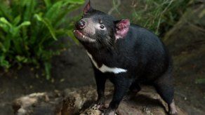 Descubren un nuevo tipo de cáncer que amenaza a los diablos de Tasmania