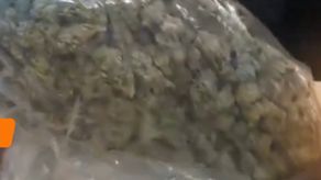 Detectan presunta marihuana hidropónica.