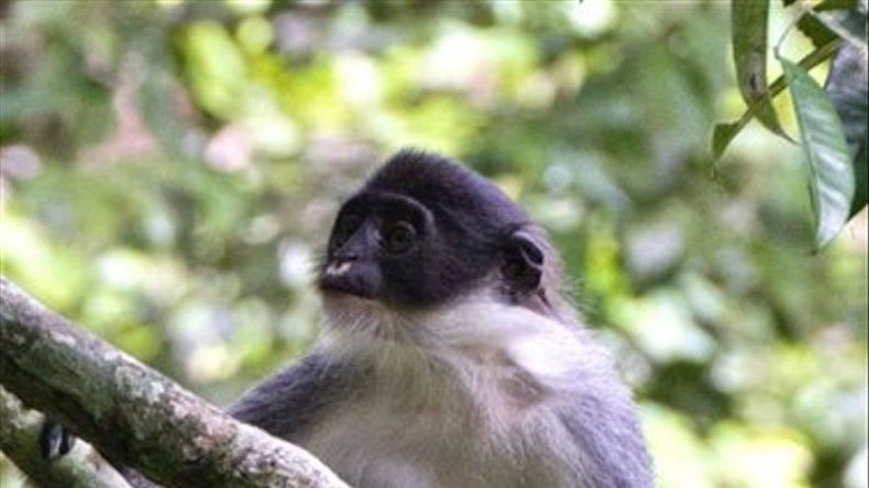 Hallan en Indonesia mono considerado extinto