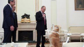 Putin ensaya diplomacia canina antes de viaje a Japón