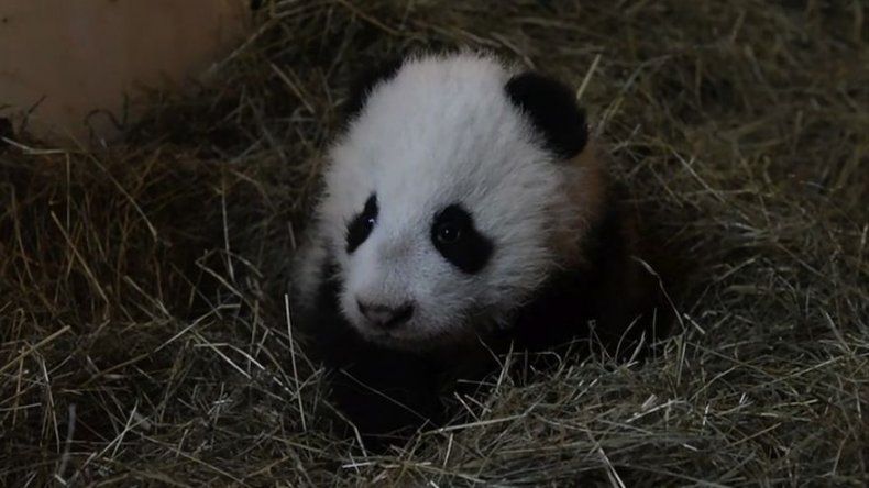 El bebé panda del zoo de Viena, bautizado con el nombre de Leopardo feliz
