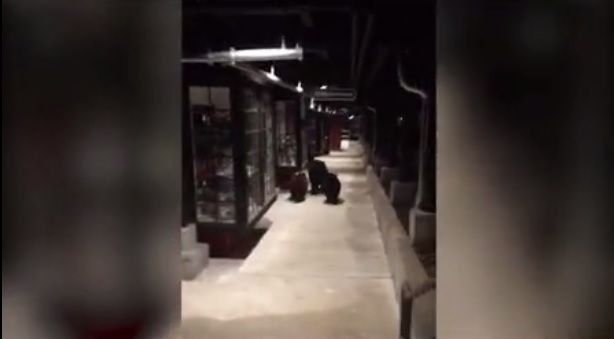 Video de tres osos en un centro comercial se vuelve viral