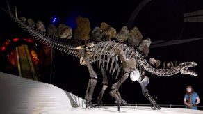 Londres exhibe un esqueleto casi completo de stegosaurus