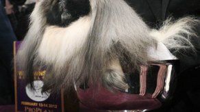 Perro pequinés gana título de Westminster
