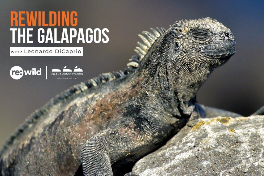 La Dirección del Parque Nacional Galápagos junto a estos grupos de apoyo