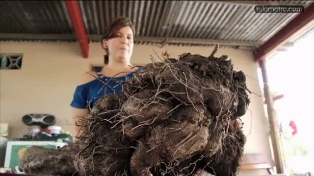 Un ñame de 42 libras es cosechado en Las Tablas