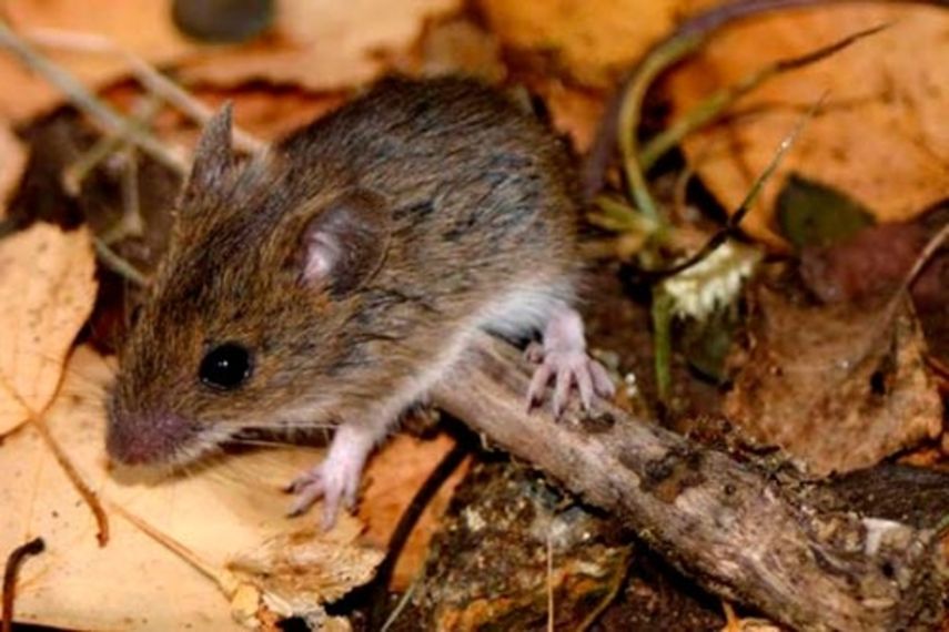 El hantavirus es transmitido por roedores.