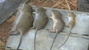 Recomendaciones a la población por muerte en Veraguas por hanta virus