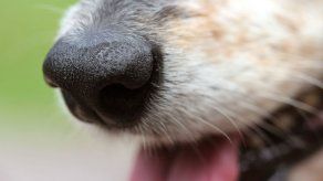 ¿Por qué mi perro tiene la nariz seca?