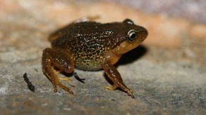 Rana de cejas amarillas