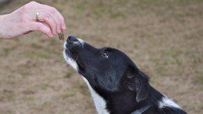 Sorprende a tu perro con una golosina casera.