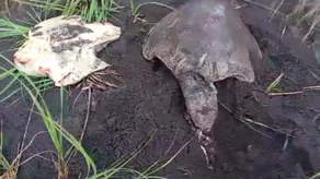 MIAMBIENTE MIAMBIENTE