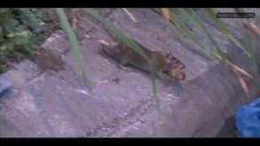 Operativos buscan frenar proliferación de ratas en San Miguelito