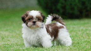 La tercera mejor raza de perros para tener en apartamentos