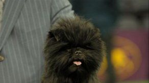 Un pequeño affenpinscher es el número uno de los perros
