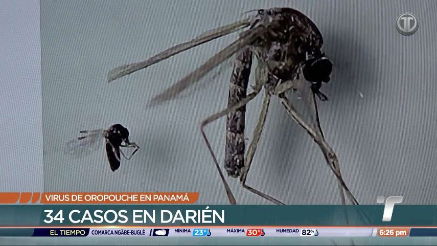 Virus de Oropouche: ¿Qué es y cómo se propaga?