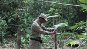 La peligrosa lucha por salvar los bosques de Camboya