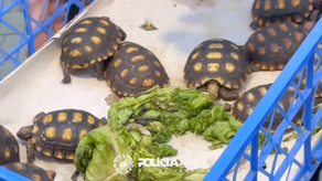 Megaoperación contra el tráfico de animales en Brasil rescata a cientos de animales.