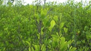 Perú reduce 14% los cultivos de hoja de coca